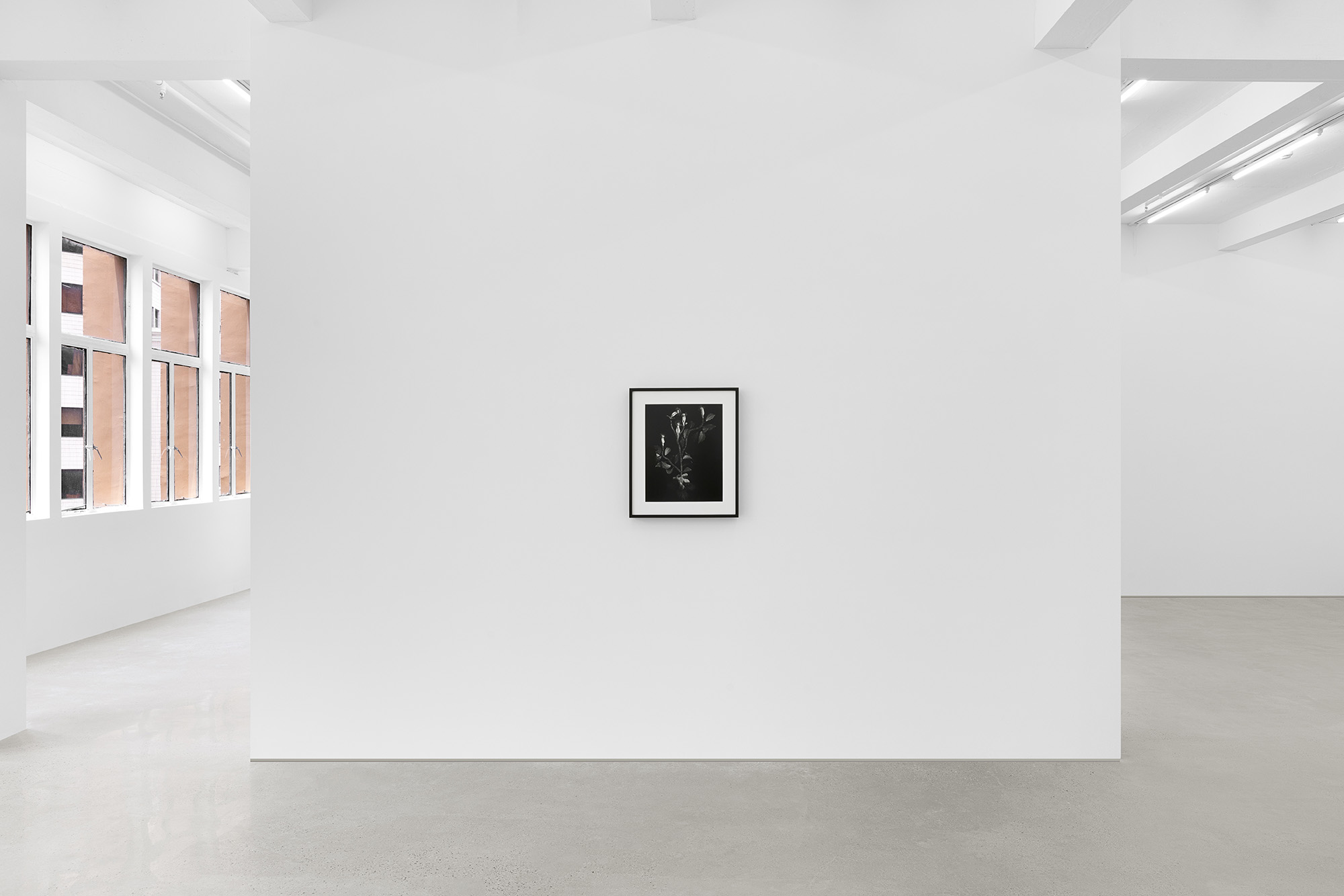 Installation view of Miljohn Ruperto and Ulrik Heltoft's solo exhibition Voynich Botanical Studies at Gallery Vacancy, 2023